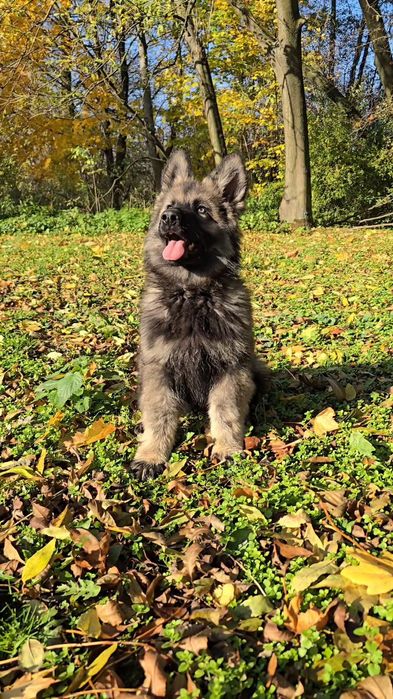Owczarek Staroniemiecki - Piesek 3 miesiące - do odbioru