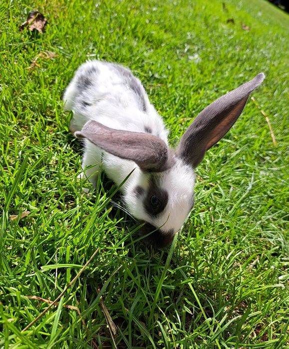 Srokacz Niemiecki Młode