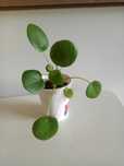 Pilea peperomioides