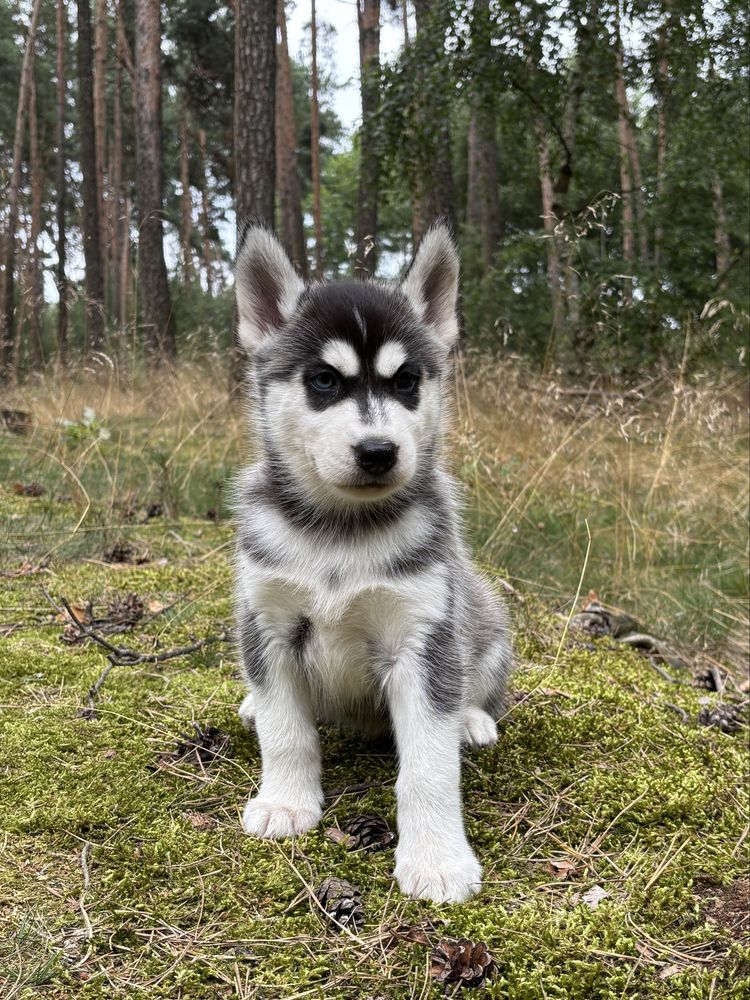 Husky – urocze szczenię z rodowodem, gotowe do odbioru!