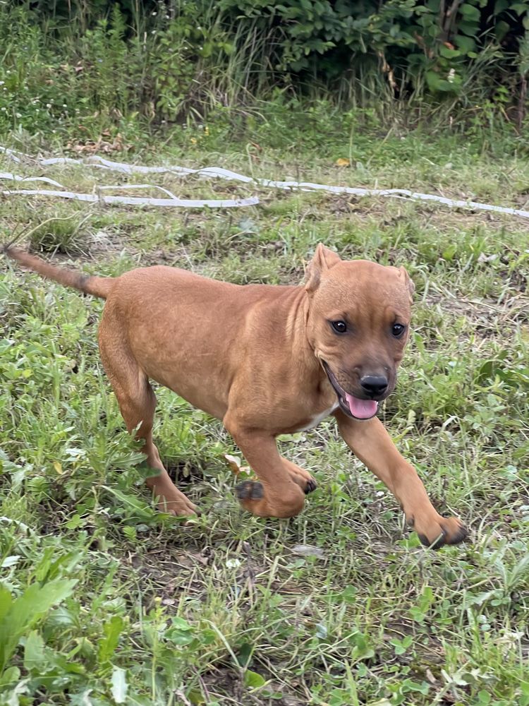 Apbt american pit bull terrier