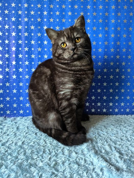 Мальчик чёрный дымчатый мрамор