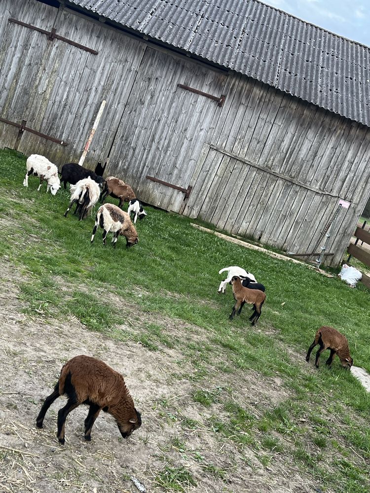 Sprzedam 4 owce i barana kameruńskie oraz 6 jagniaków