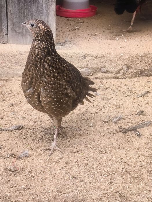 Bażanty tragopany satyry