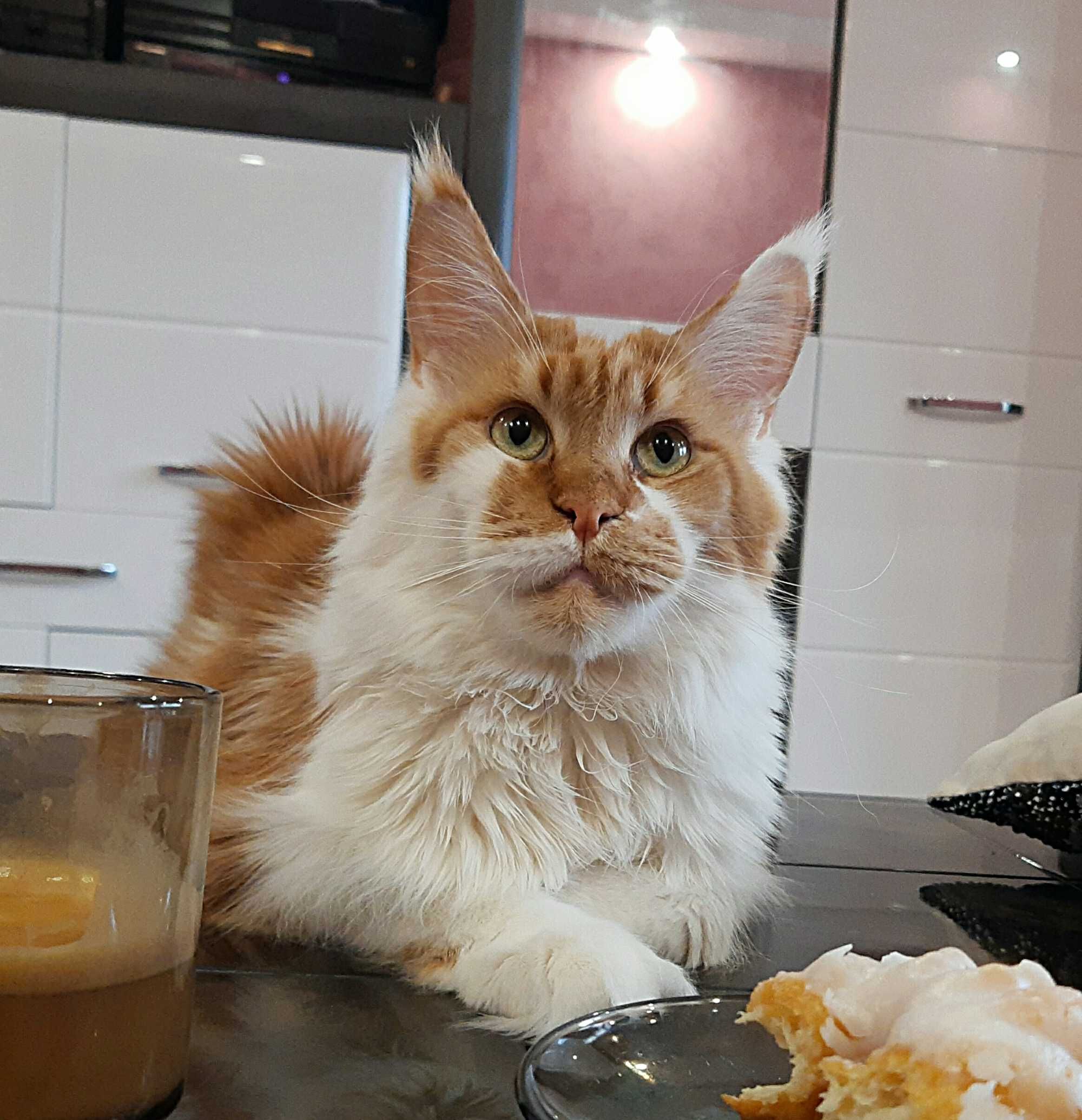 Kociaki Maine Coon, legalna hodowla