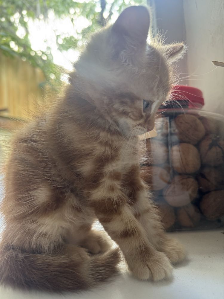 Котята мальчик девочка отдам бесплатно