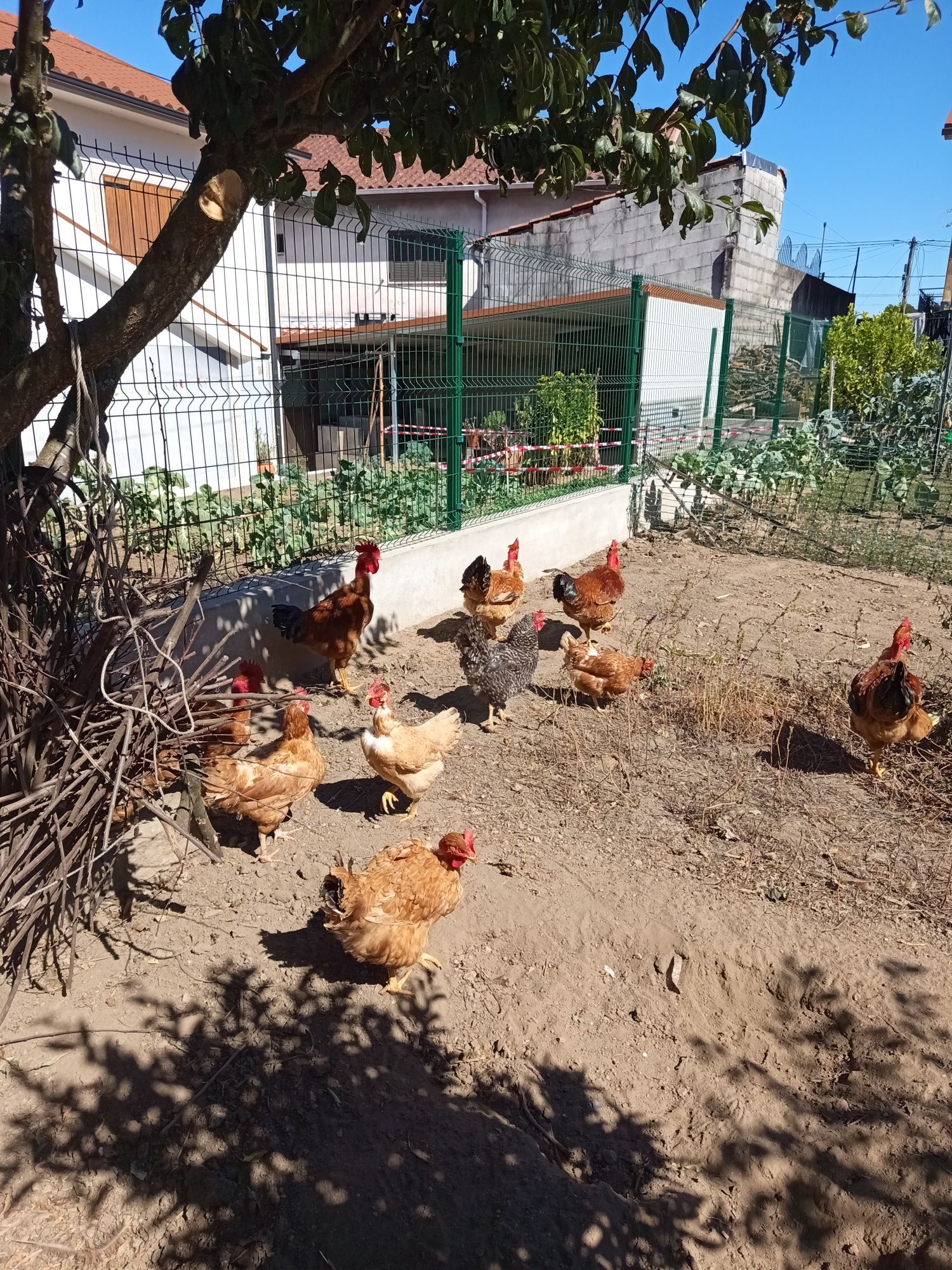 Animais de quinta