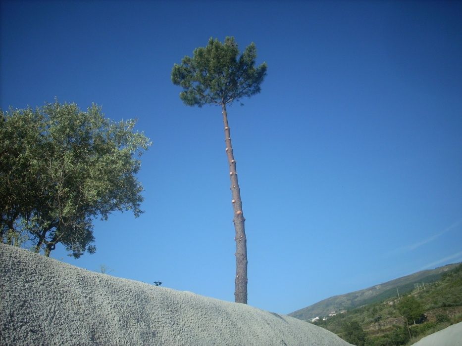 cortador podador de árvores