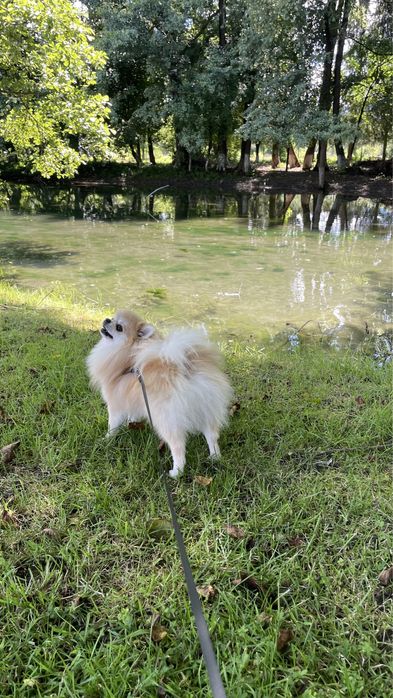 Пропонуємо до в‘язки померанського шпіца