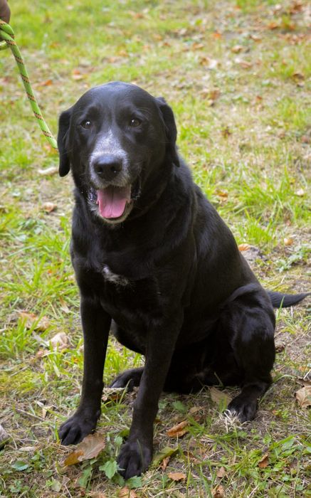 Oskar w typie labradora szuka domu
