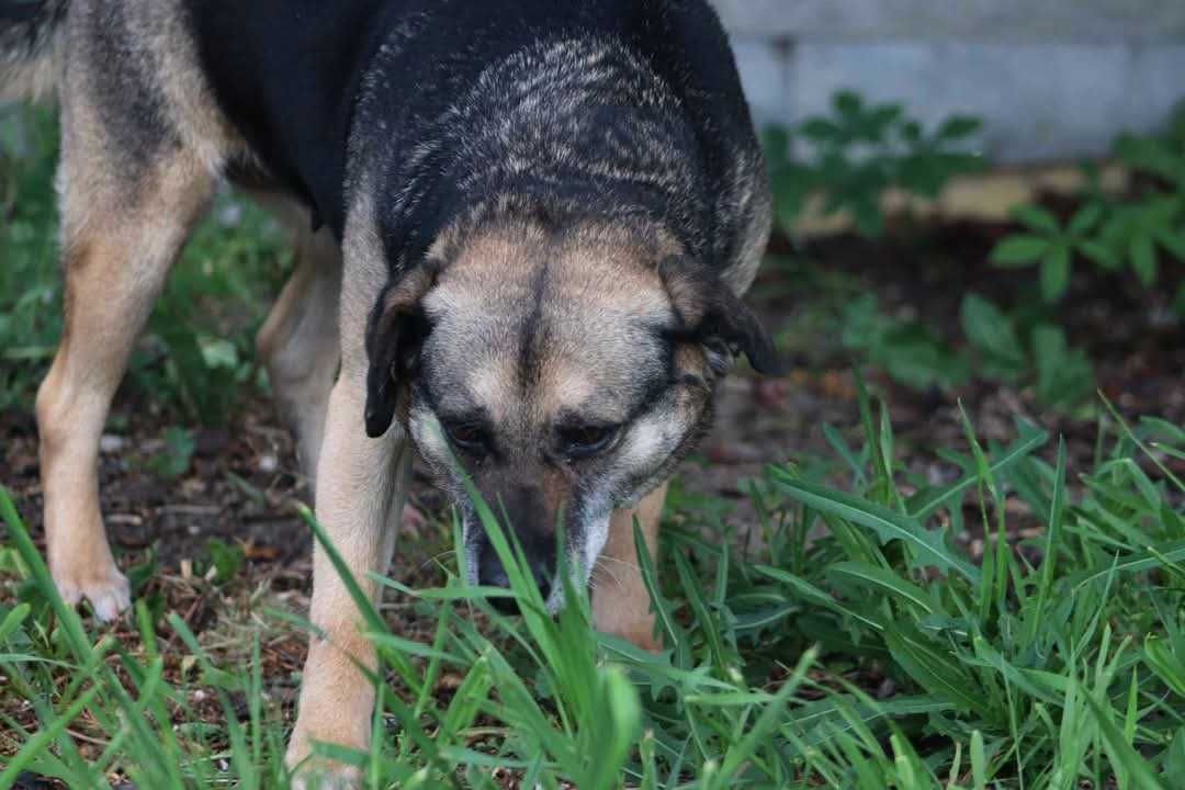 SZAMA szuka swojego czlowieka. Pokochaj