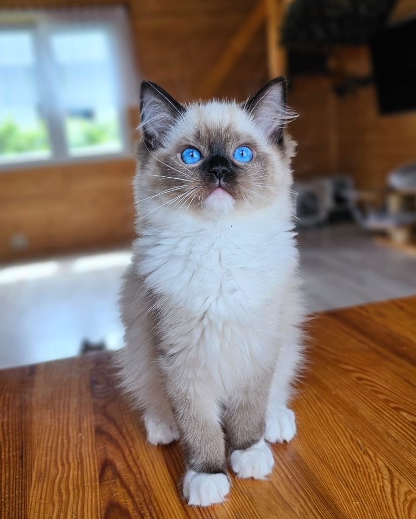 Kocurek Rasy Ragdoll
