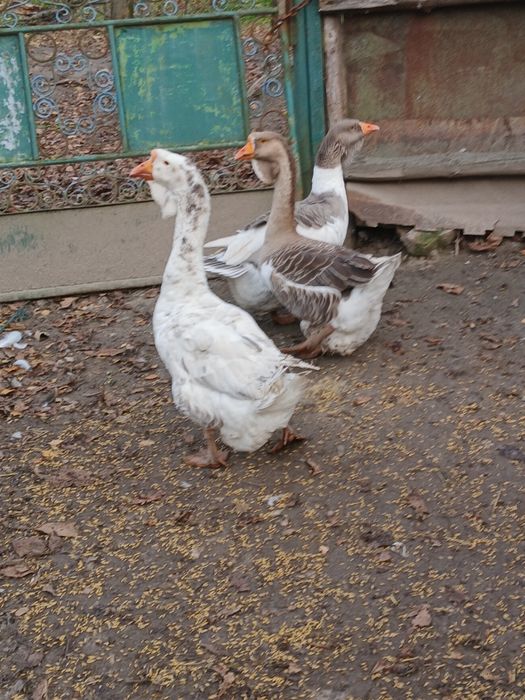 Продам сім'ю гусей