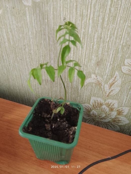 Фатсія,Спатіфілум крисивої варієгатності і інші рослини.і