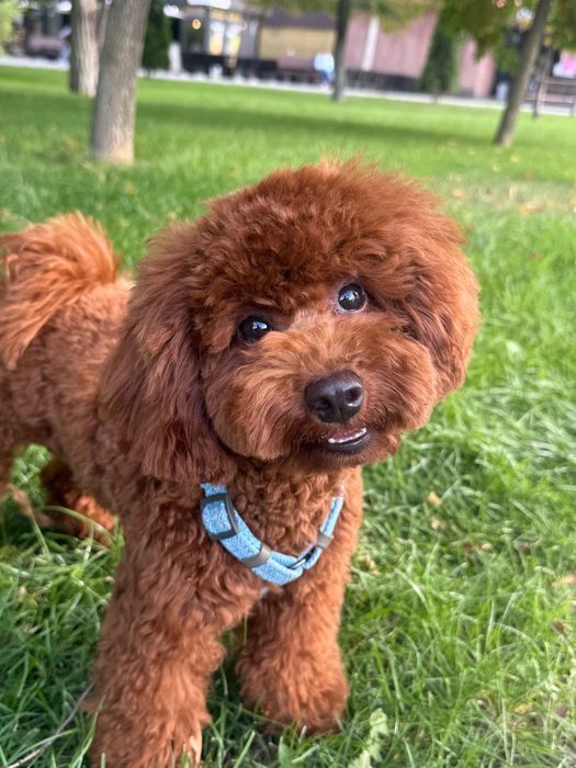 Вязка. Общительный и милый той пудель ищет невесту