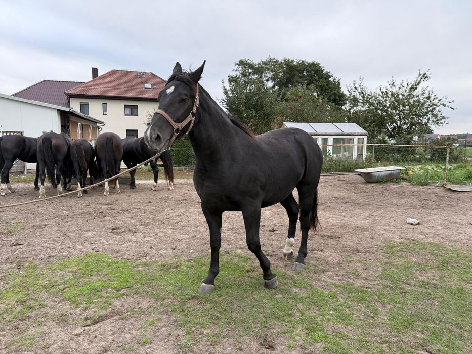 Koń, konie rasy śląskiej