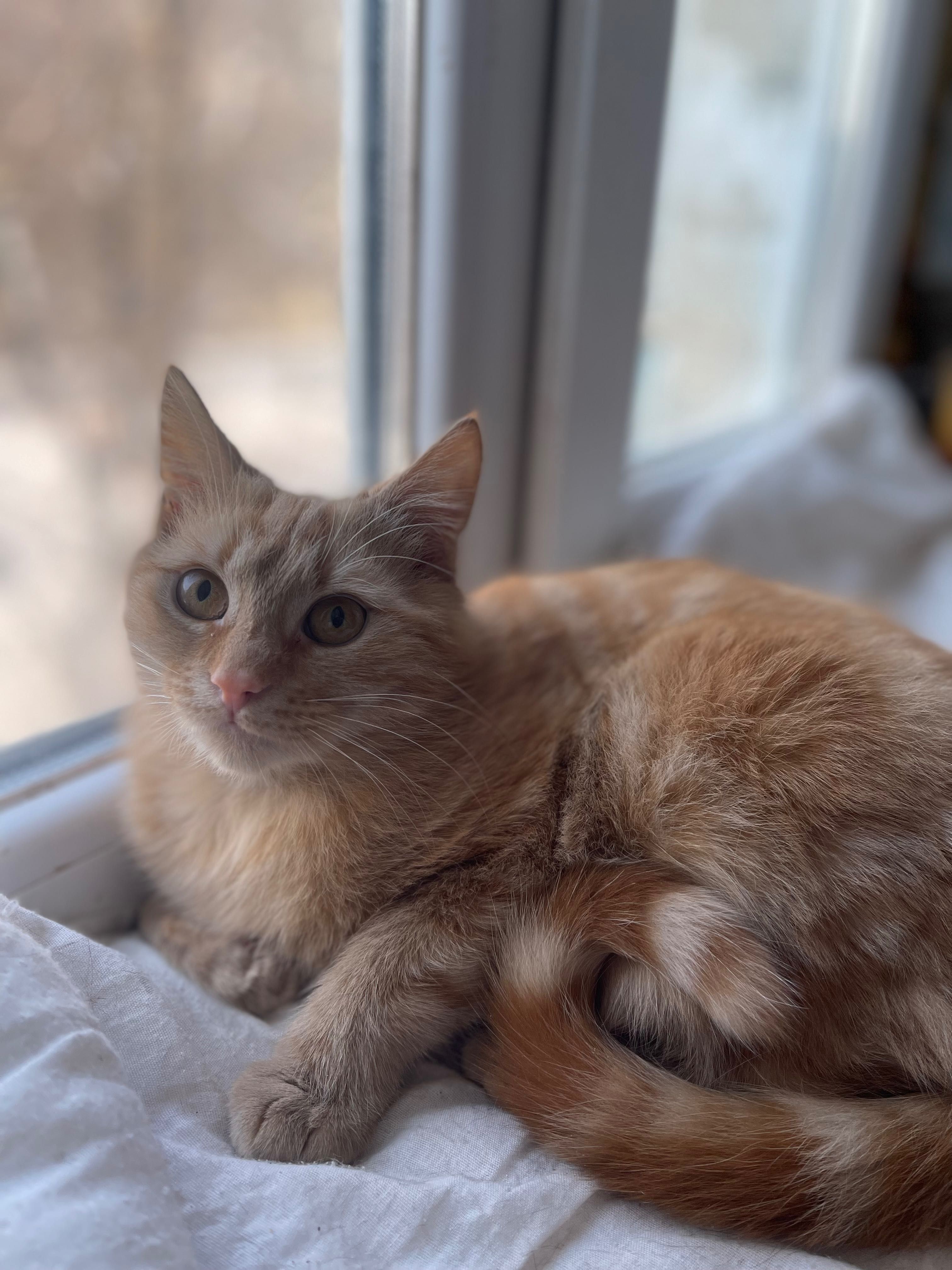 Котята рыжий котенок мальчик 6 мес