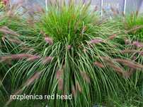 Trawa ozdobna rozplenica red head