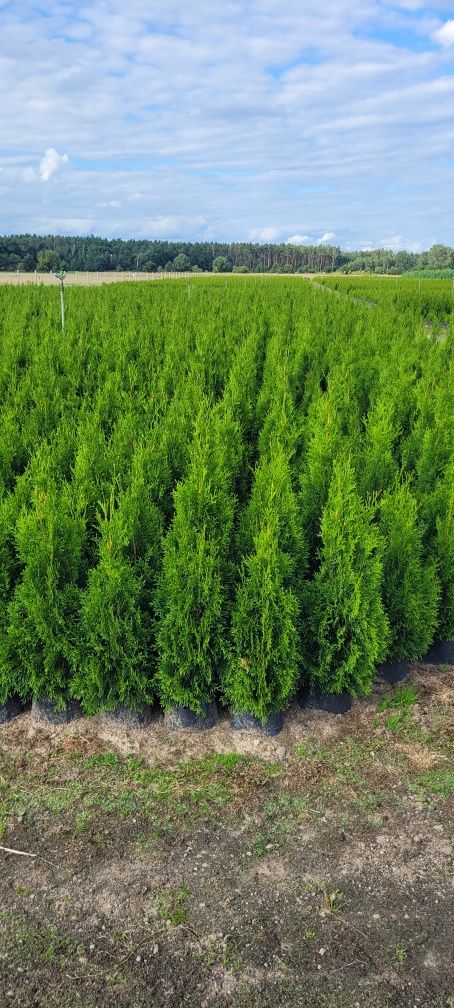 Tuja smaragd 140 cm tuje 120 brabant dostawa szmaragd 100 Grudziądz