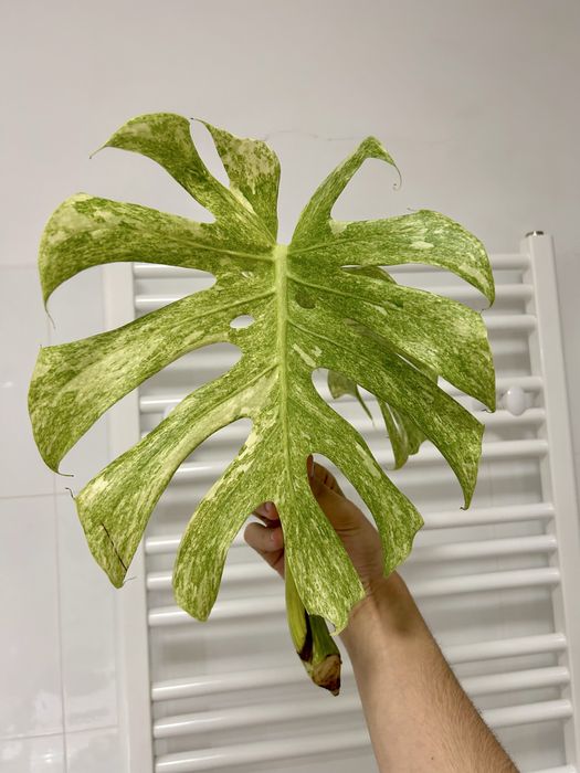 Monstera Platinum