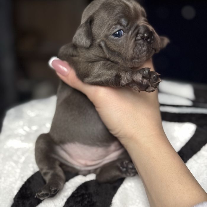 Продам цуценят французького бульдога