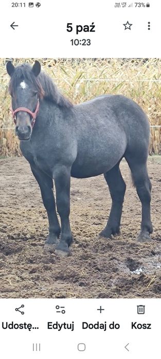 Sprzedam konie szpaki