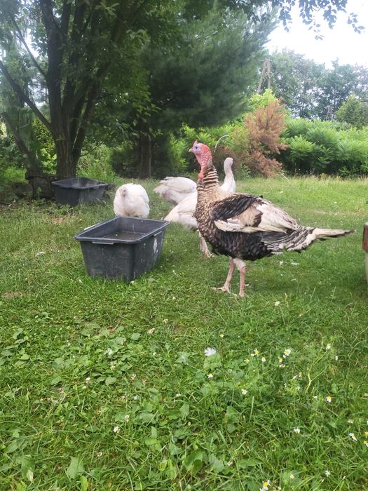 Indyki mięsne z wolnego wybiegu BIG 6 oraz gesi