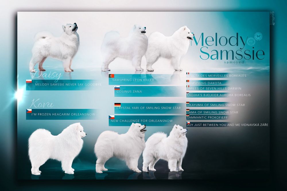 Samoyed szczeniak