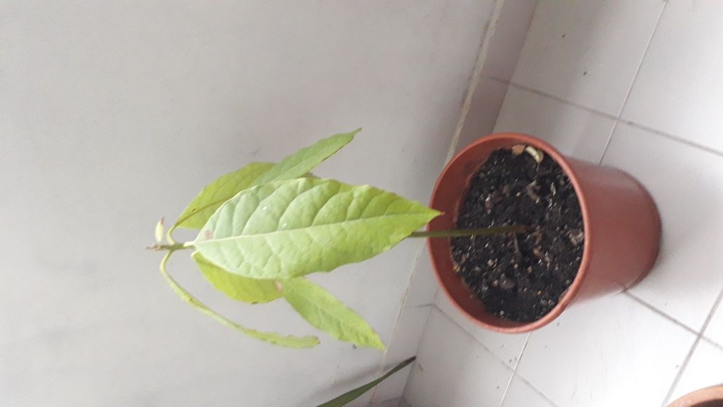 Abacateiro planta