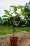 Planta Sálvia ananás
