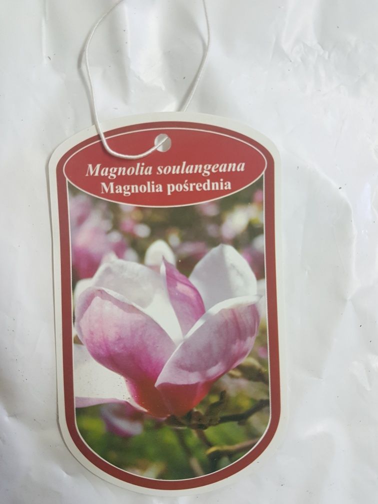 Etykiety kolorowe ze zdjęciem na MAGNOLIE różne rodzaje