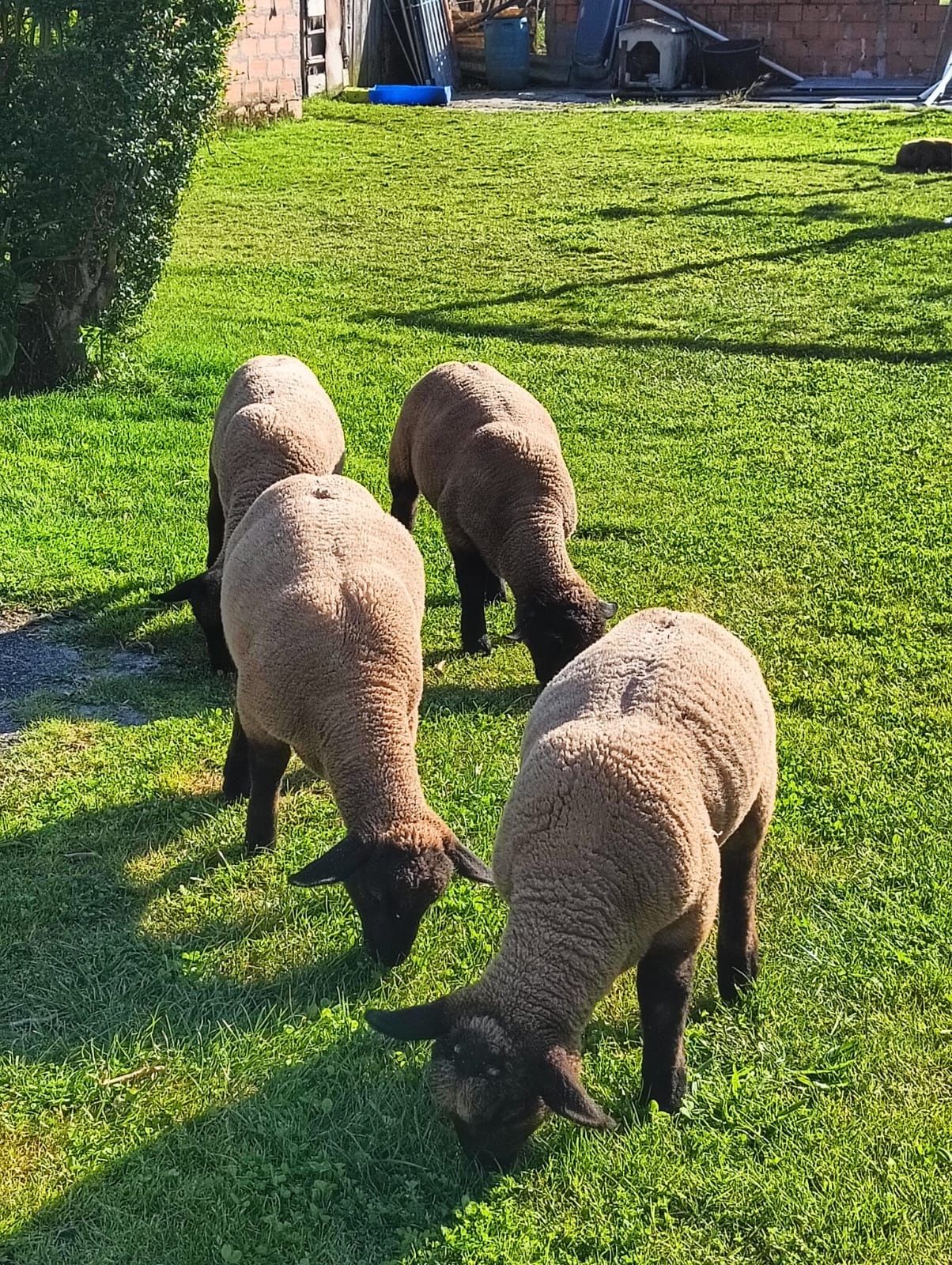 Borrego Suffolk (macho/fêmea)