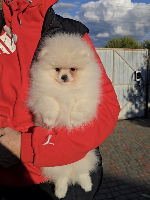 Чарівні красунчики.