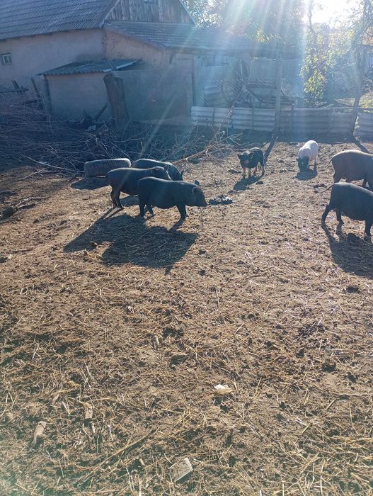 В'єтнамські поросята