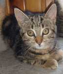 Malutkie koteczki do adopcji
