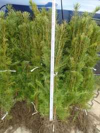 Daglezja zielona 60-80cm
