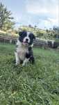 Szczeniak chlopiec Border Collie szczeniak samczyk szesc tygodni