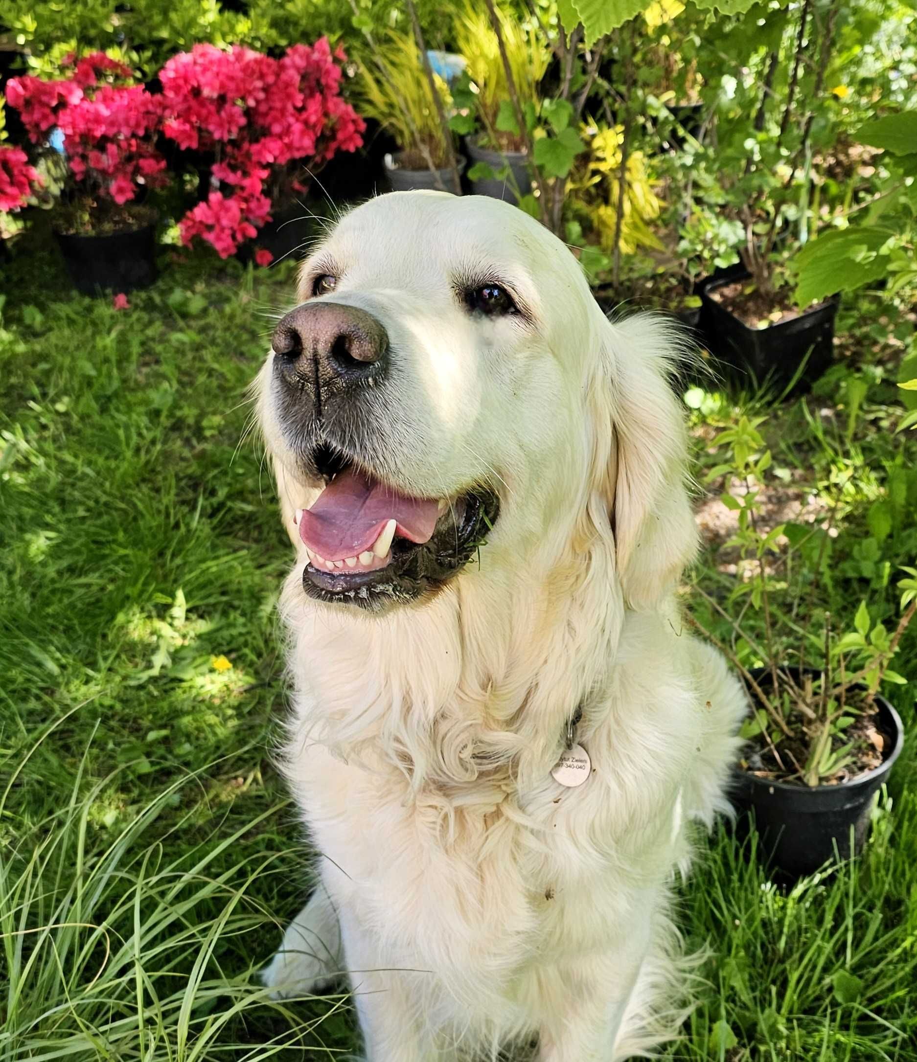 Golden Retriever ZKwP