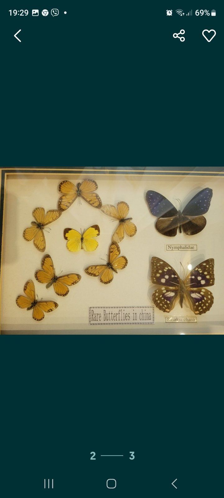 Энтомологическая коллекция тропических бабочек в рамке