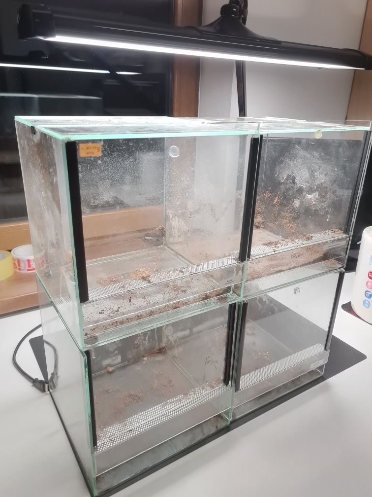 Terrarium 25x25x25 używane w idealnym stanie ptasznik modliszka gekon