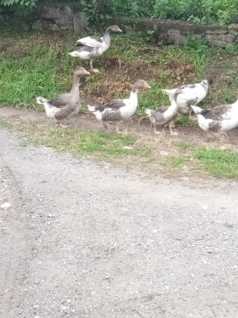 Gęsi kartuskie podkarpackie Gąsior gąski