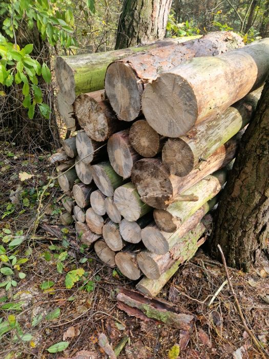 Drzewo na opał, sosna