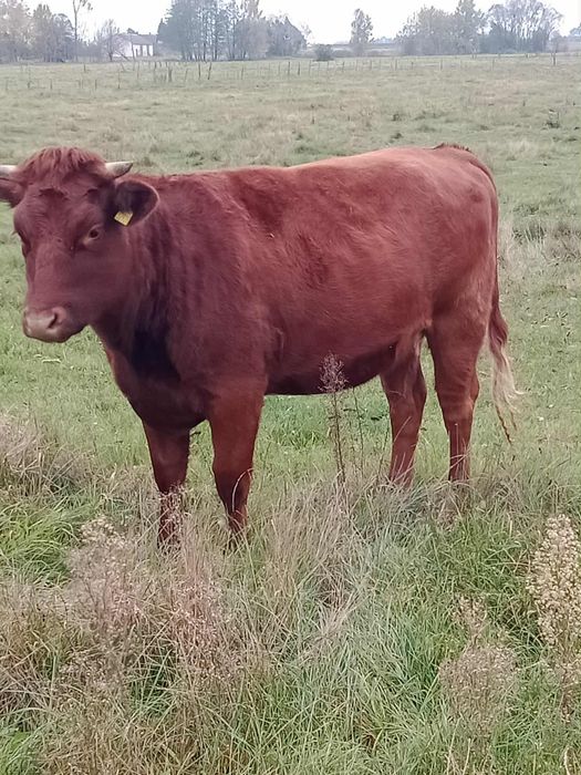 Jałówki wysokocielne