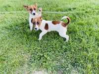 Jack Russell Terrier suczka Febe z rodowodem