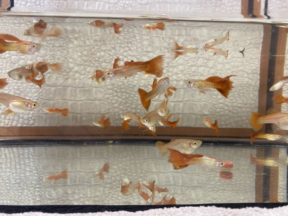 Гуппи аквариумные рыбки