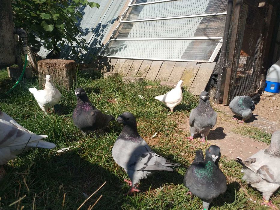 Gołębie Texanery i Giant Homry.