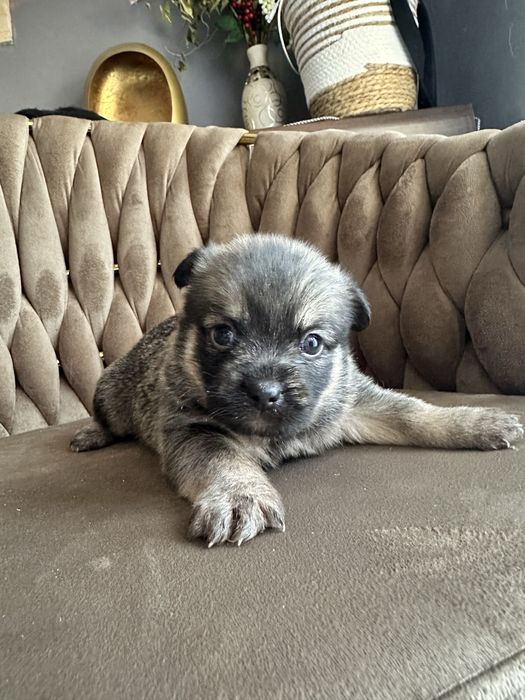 Pieski mieszańce Shih Tzu