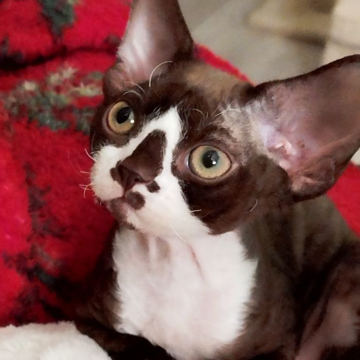 Kotki rasy Devon Rex