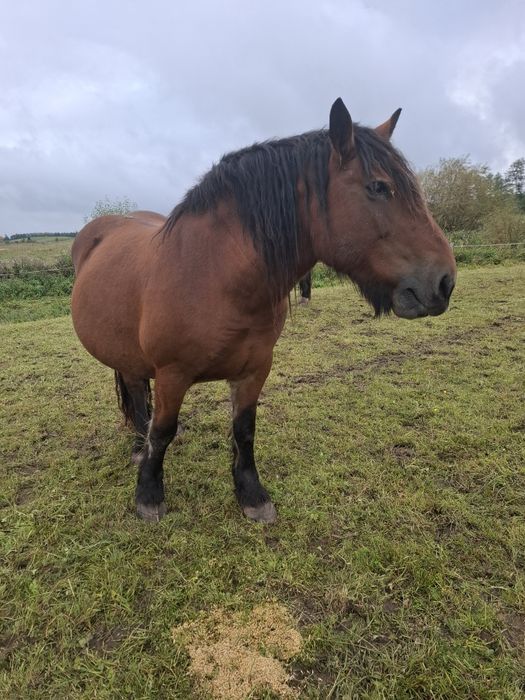 Sprzedam klacz źrebną