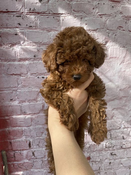 Той пудель Китай